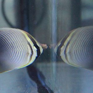 Eastern triangle butterflyfish - Chaetodon baronessa
