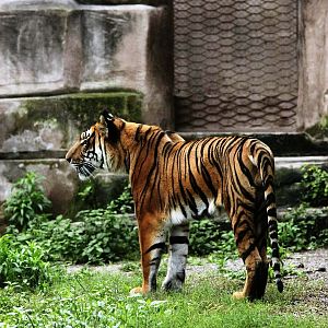 South Chinese Tiger