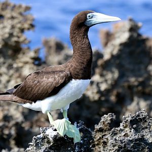 Brown Booby