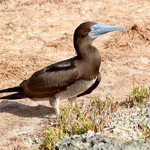 Brown Booby