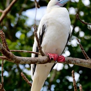 Red-footed Booby