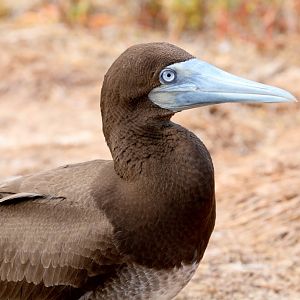 Brown Booby