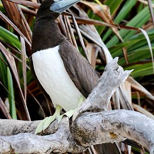 Brown Booby