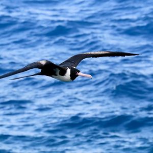 Christmas Island Frigatebird, female