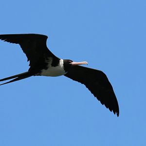 Christmas Island Frigatebird, female