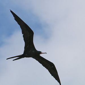 Greater Frigatebird, male