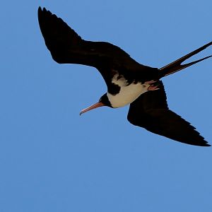 Christmas Island Frigatebird, female