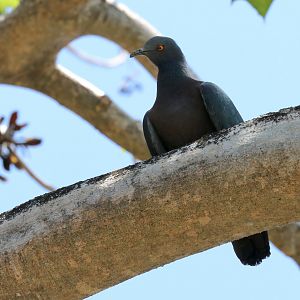 Christmas Island Imperial Pigeon