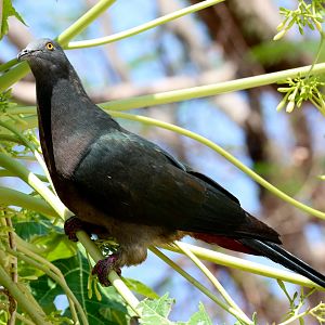 Christmas Island Imperial Pigeon