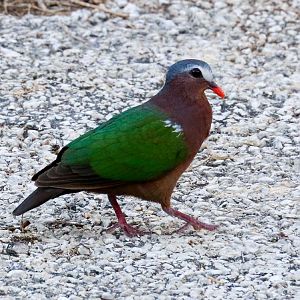 Christmas Island Emerald Dove
