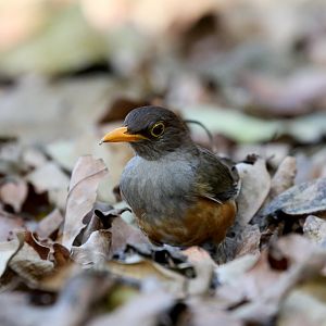 Christmas Island Thrush
