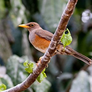 Christmas Island Thrush