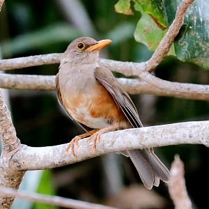 Christmas Island Thrush