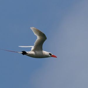 Red-tailed Tropicbird