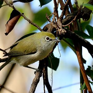 Christmas Island White-eye