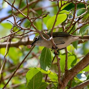 Christmas Island White-eye