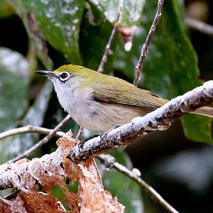 Christmas Island White-eye