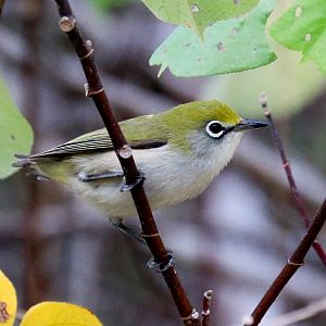 Christmas Island White-eye
