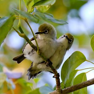 Christmas Island White-eye