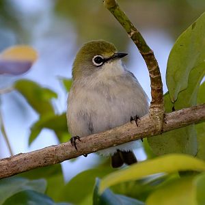 Christmas Island White-eye