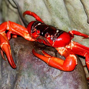Christmas Island Red Crab