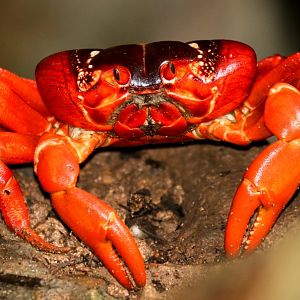 Christmas Island Red Crab