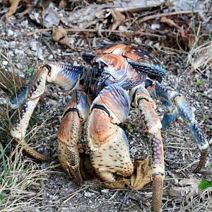 Robber Crab