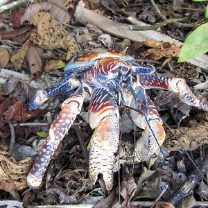 Robber Crab