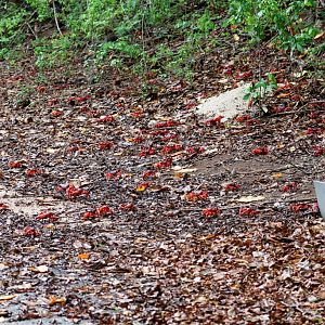 Christmas Island Red Crabs migrating to the sea