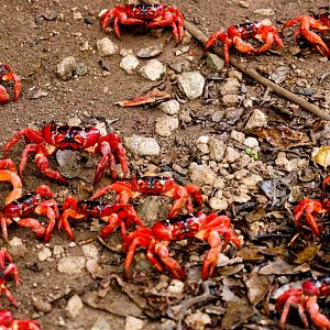 Christmas Island Red Crabs migrating to the sea