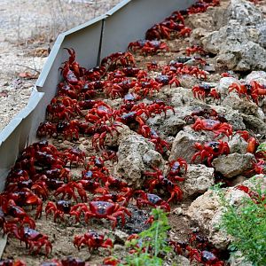Christmas Island Red Crabs migrating to the sea