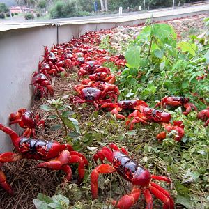 Christmas Island Red Crabs migrating to the sea