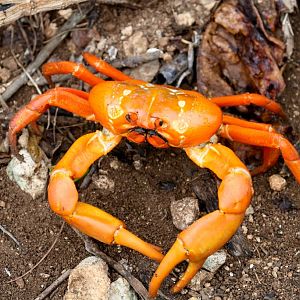 Orange-coloured Red Crab