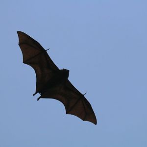 Christmas Island Fruit Bat