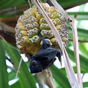Christmas Island Fruit Bat