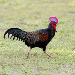 Green Junglefowl