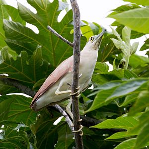 Nankeen Night-Heron