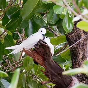 White Terns