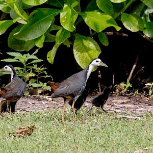 White-breasted Waterhen & chicks