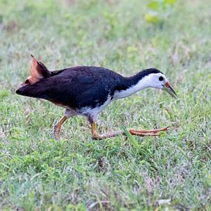 White-breasted Waterhen