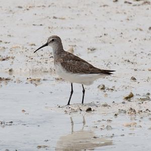 Curlew Sandpiper
