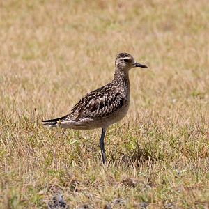 Pacific Golden Plover