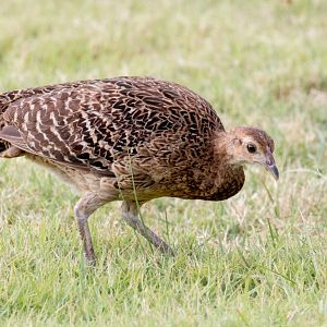 Green Junglefowl, hen