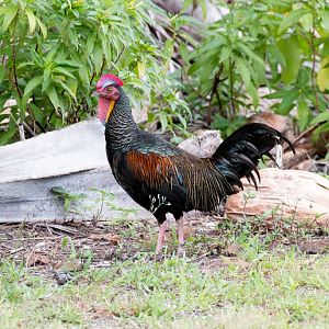 Green Junglefowl
