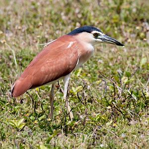 Nankeen Night-Heron