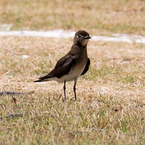 Oriental Pratincole
