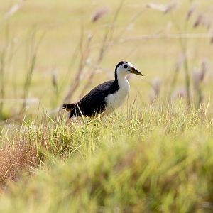 White-breasted Waterhen