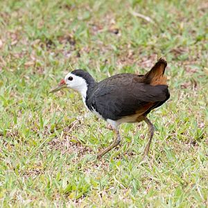 White-breasted Waterhen