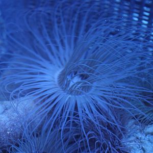 Tube-dwelling anemone