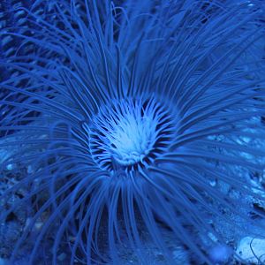 Tube-dwelling anemone